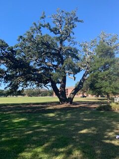 Live oak at Fort Monroe