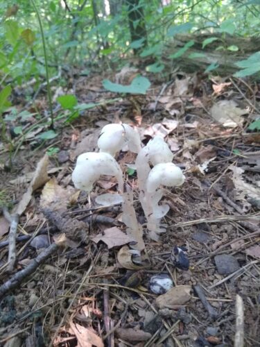 Ghost plant, aka Indian pipes