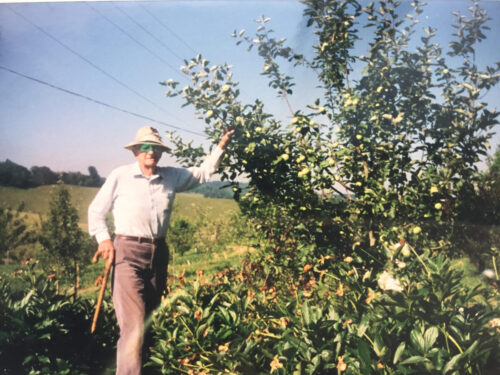 Judge Matthews with Bramley apple tree