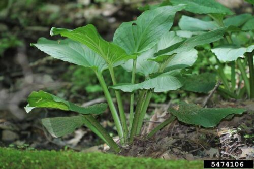 Skunk cabbage leaves; photo credit Rob Routledge, Sault College