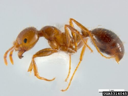 Fire ants are not large; workers range from 1/16 to 1/4 inch long. (Photo credit: Pest & Disease Image Library, Bugwood.org)
