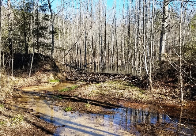 beaver dam (1)