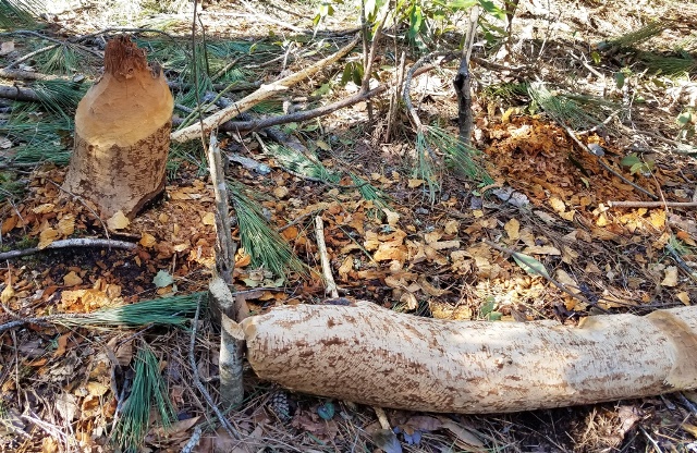beaver stump (1)