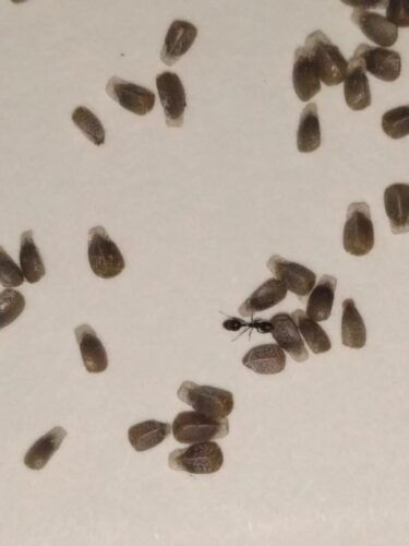 An ant checks out elaiosomes on purple deadnettle seeds.