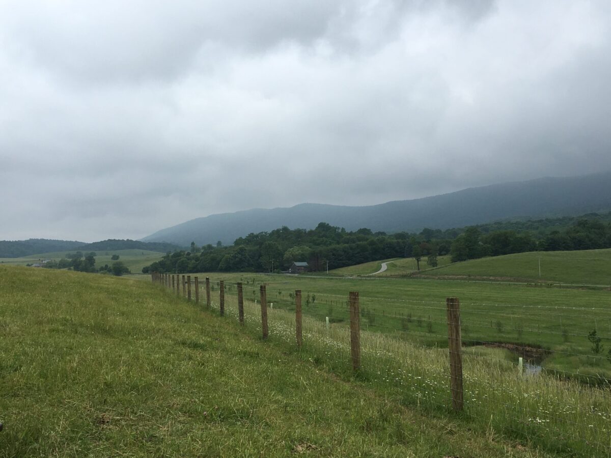 A young riparian buffer has been installed along this stream on a cattle farm in Augusta County (Photo: DOF)