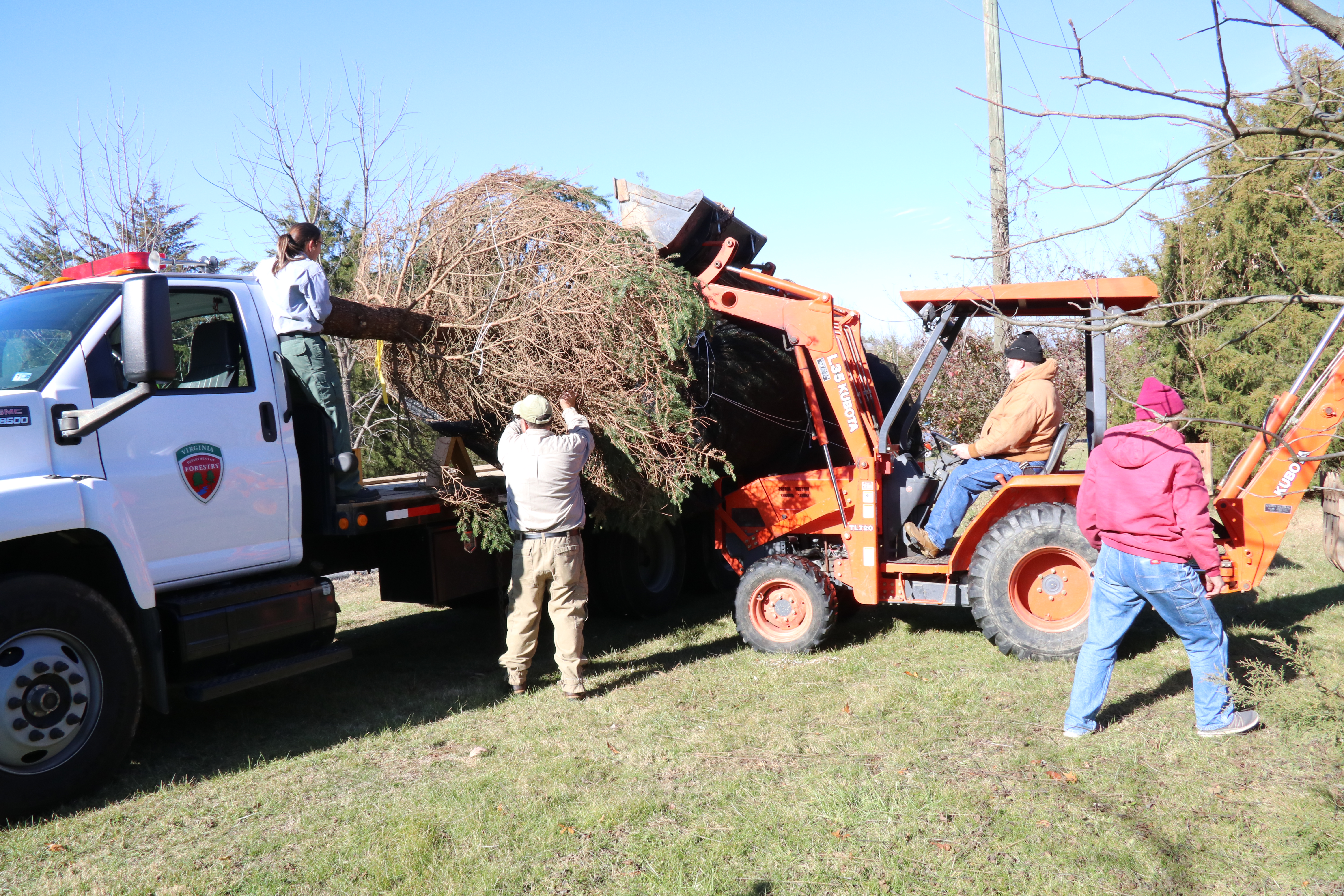 loading the tree onto the truck