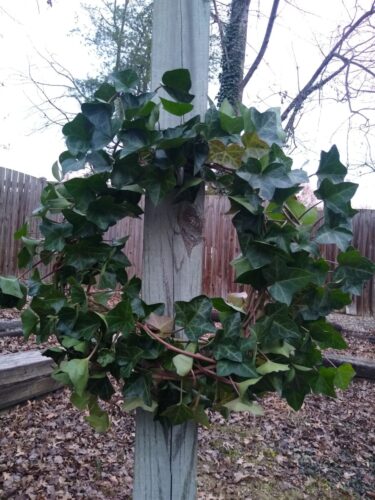 This ivy wreath just needs a bow!
