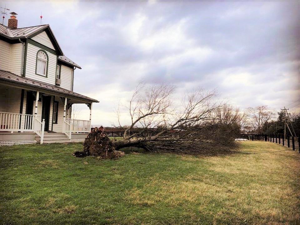 Kidwell Farmhouse fallen tree 2018