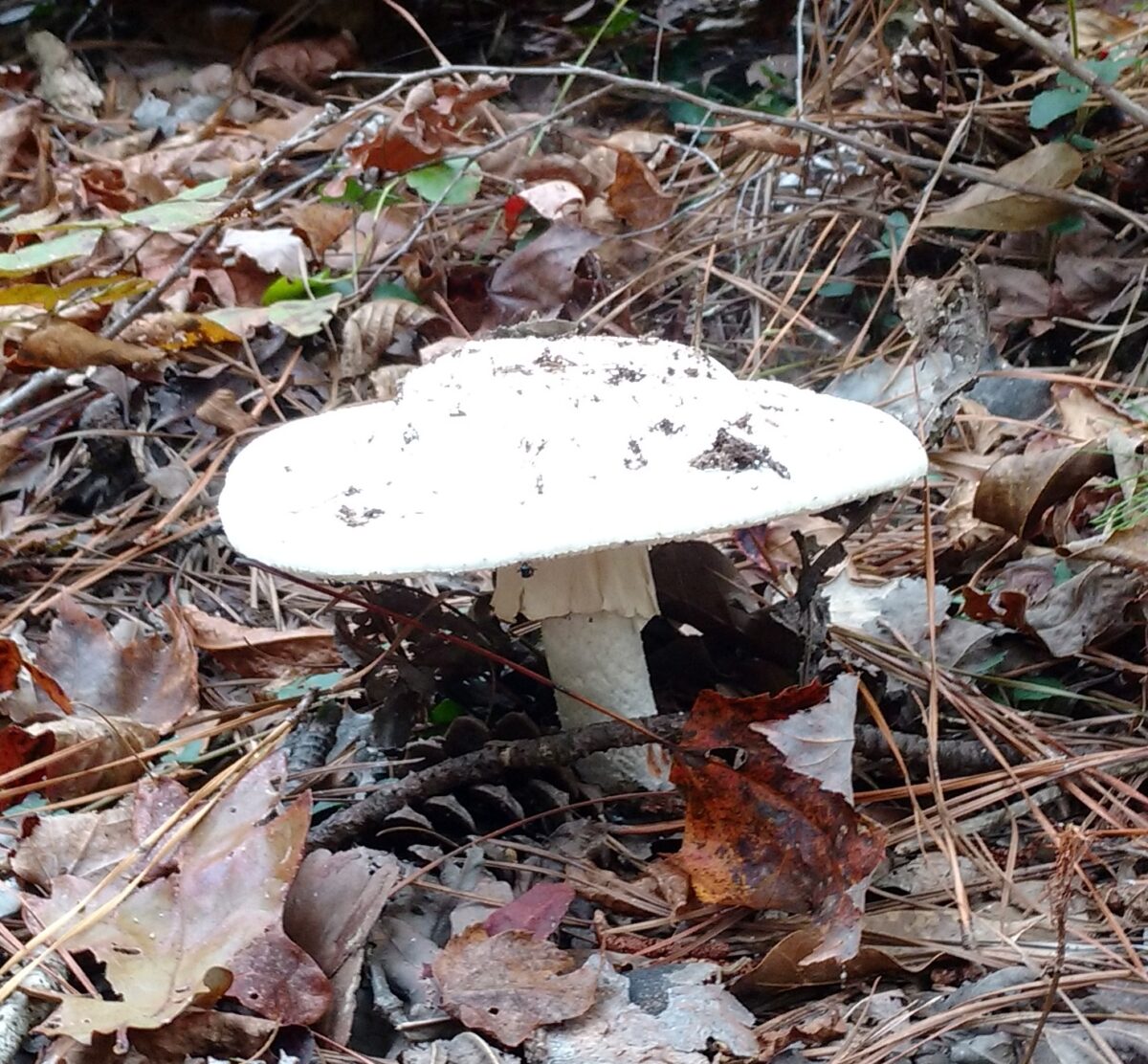mushroom at fire