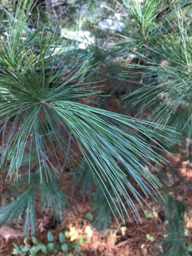 Eastern white pine has softer needles and a more bluish tone than other native species.