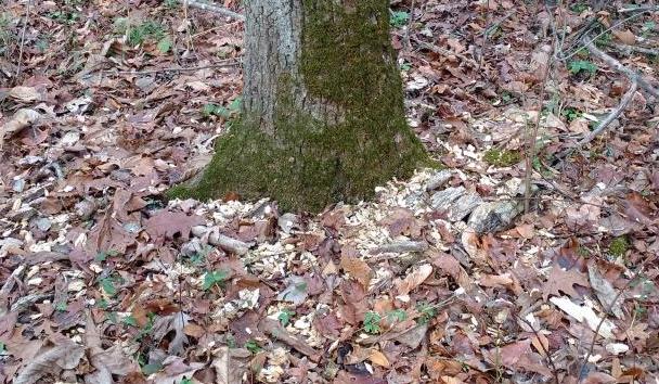 woodpecker flakes base of tree