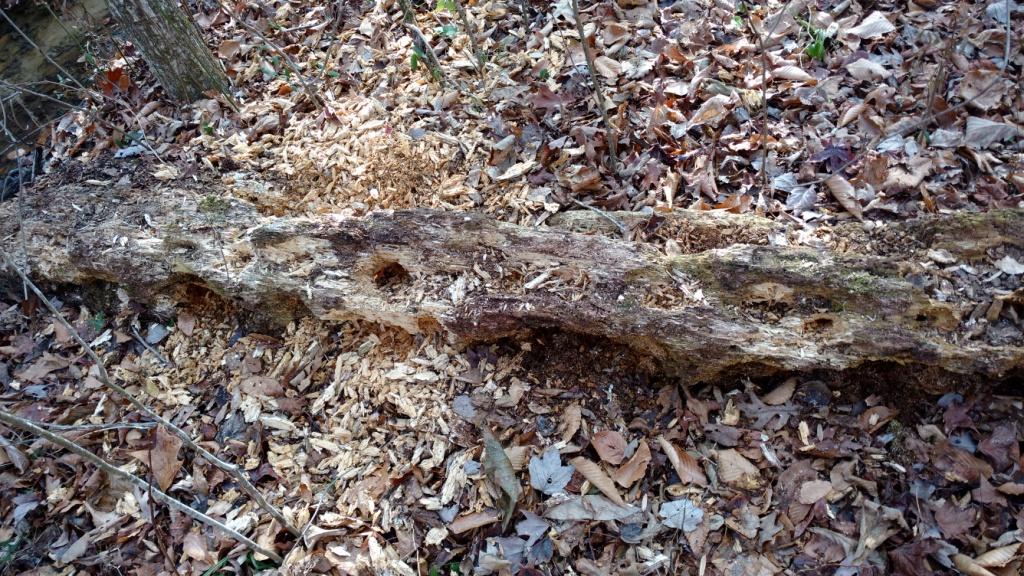 woodpecker log on ground