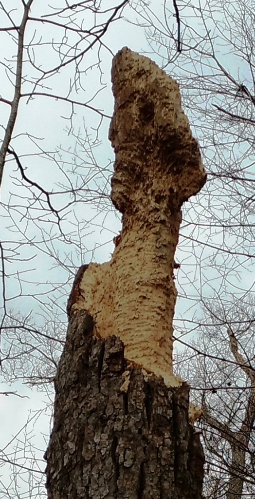 woodpecker tree top