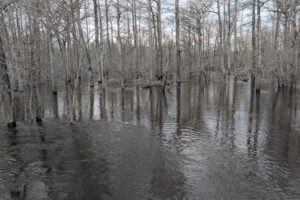 Field Notes: Bottomland Forests and Flooding