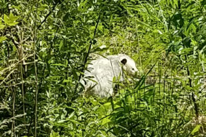 Field Notes: What's in the Woods Today? May 15, 2019