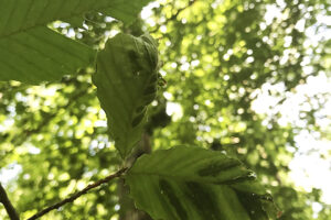 Beech Leaf Disease Confirmed in Virginia