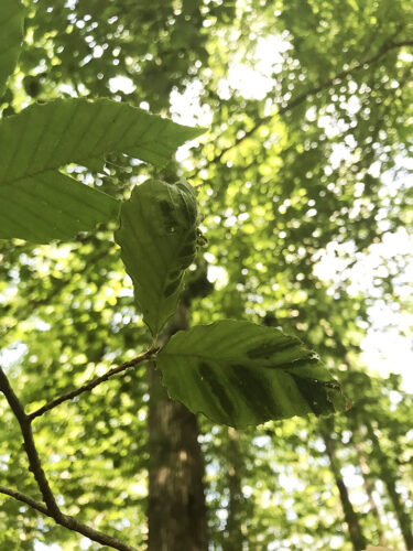 Beech Leaf Disease Confirmed in Virginia