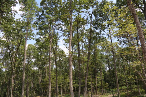 Benefits of Forest Management Virginia Department of Forestry : Virginia Department of Forestry