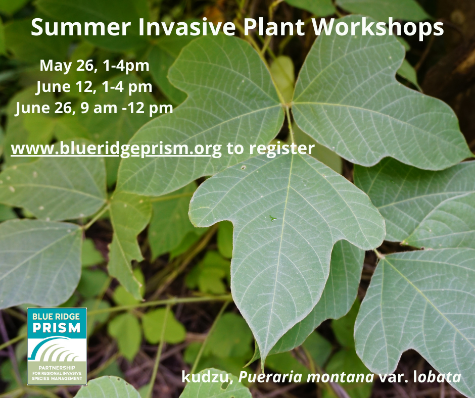 Summer Invasive Plant Workshop
