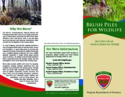 Brush Piles for Wildlife