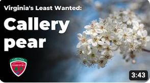Virginia's Least Wanted: Callery Pear