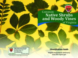 Common Native Shrubs and Woody Vines of Virginia: Identification Guide (2-page-spread)