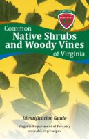 Common Native Shrubs and Woody Vines of Virginia: Identification Guide