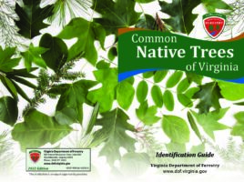 Common Native Trees of Virginia: Identification Guide (2-page spreads)