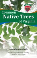 Common Native Trees of Virginia: Identification Guide