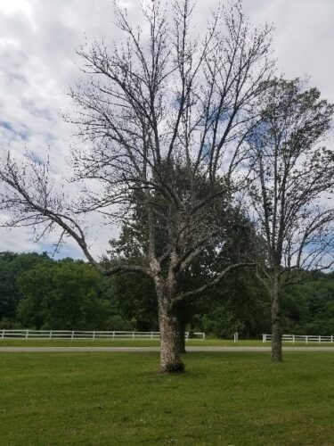 Field Notes: EAB-Killed Ash - Use It or Lose It!