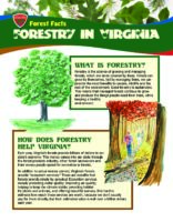 Forest Facts: Forestry in Virginia