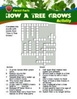 Forest Facts: How A Tree Grows - Crossword Puzzle
