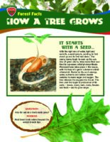 Forest Facts: How A Tree Grows