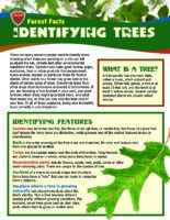 Forest Facts: Identifying Trees