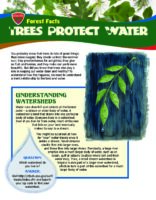Forest Facts: Trees Protect Water