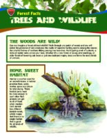 Forest Facts: Trees and Wildlife