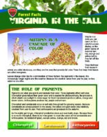 Forest Facts: Virginia in the Fall