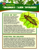 Forest Facts: Virginia's Alien Invaders