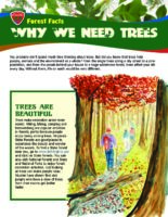 Forest Facts: Why We Need Trees