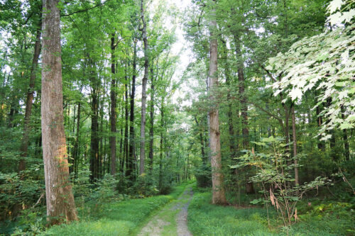 Choosing a Forest Management Plan