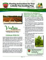 Planting Instructions for Your Loblolly Pine Seedling Plug - Tips for Success