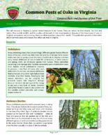 Common Pests of Oaks in Virginia - Common Pests and Diseases of Oak Trees