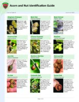 Acorn and Nut Identification Guide