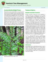 Hemlock Tree Management - Protection from the Hemlock Woolly Adelgid