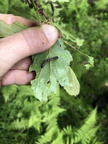 Fall Cankerworm on leaf