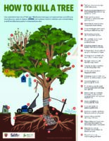 How To Kill A Tree