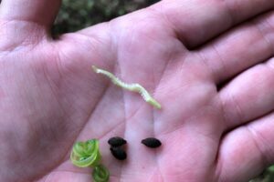 Far-Flung Seeds