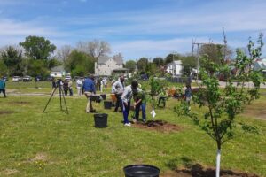 Growing a Food Forest