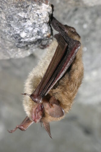 Endangered Northern Long-Eared Bat : Virginia Department of Forestry