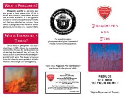 Phragmites and Fire